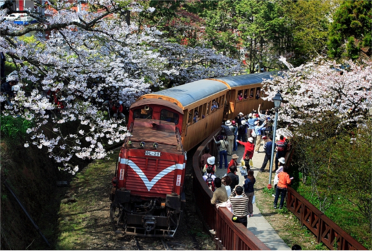 阿里山交通攻略｜從嘉義市區如何前往搭乘小火車賞日出/雲海再賞櫻花！